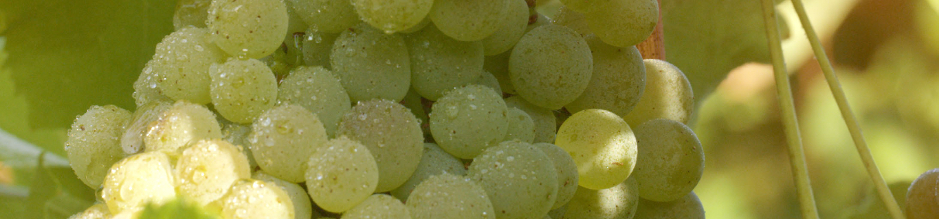Aromas y precursores del vino en las uvas