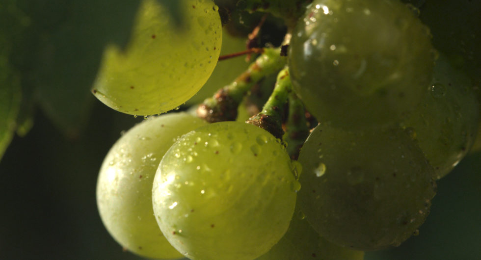 Arômes des vins et indices précurseurs dans les baies