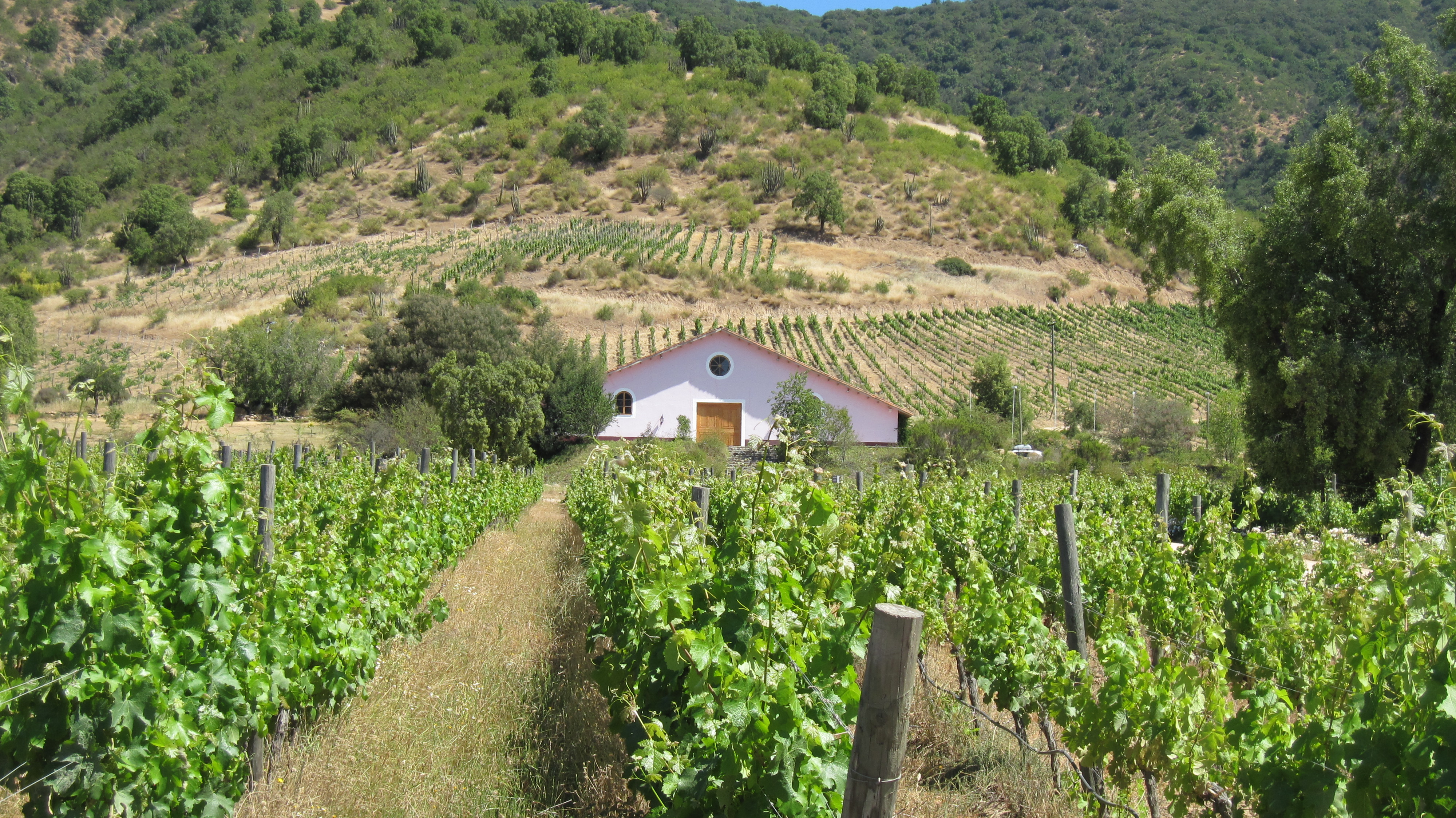 Araucano Chardonnay