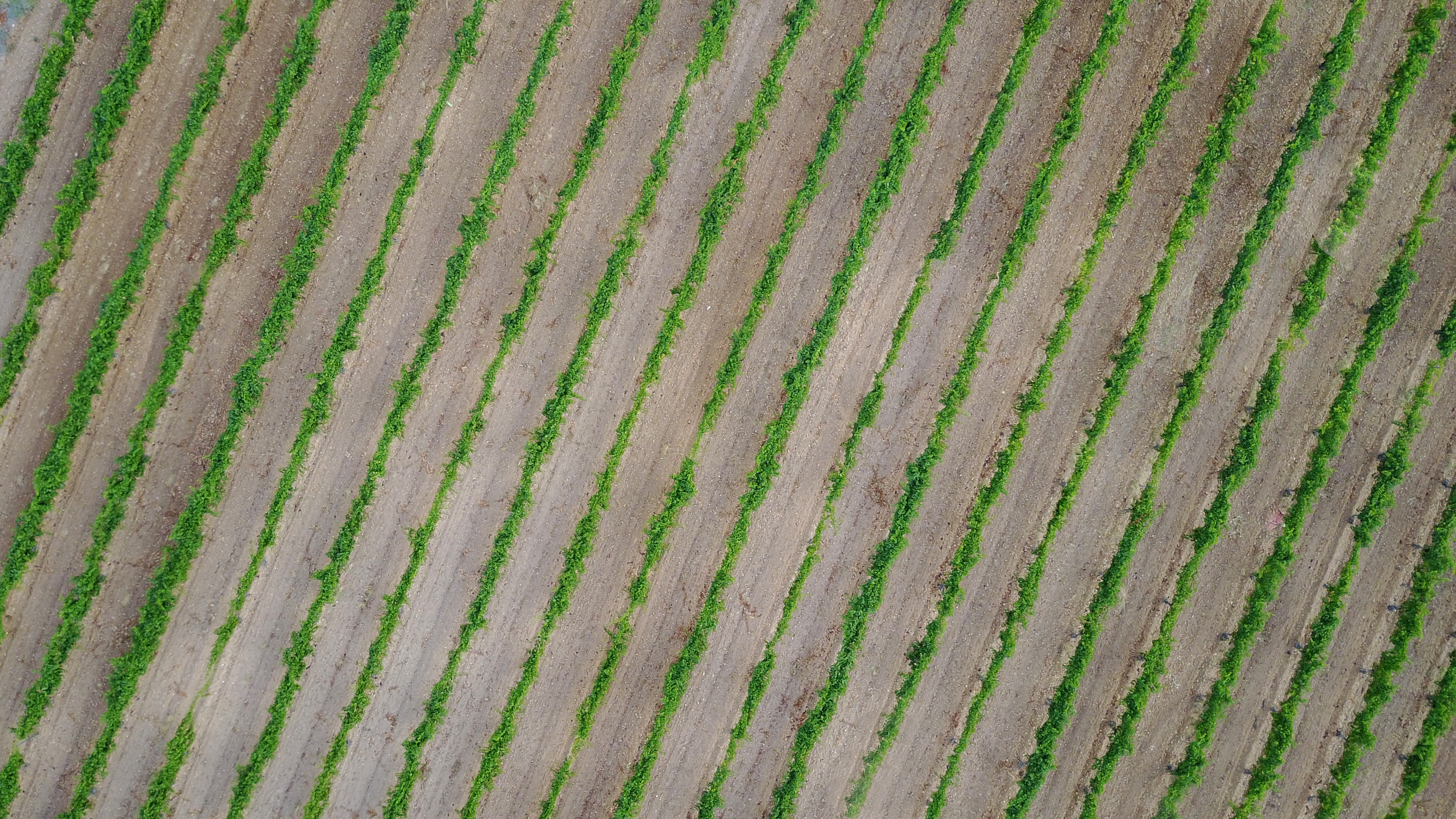 Verdejo