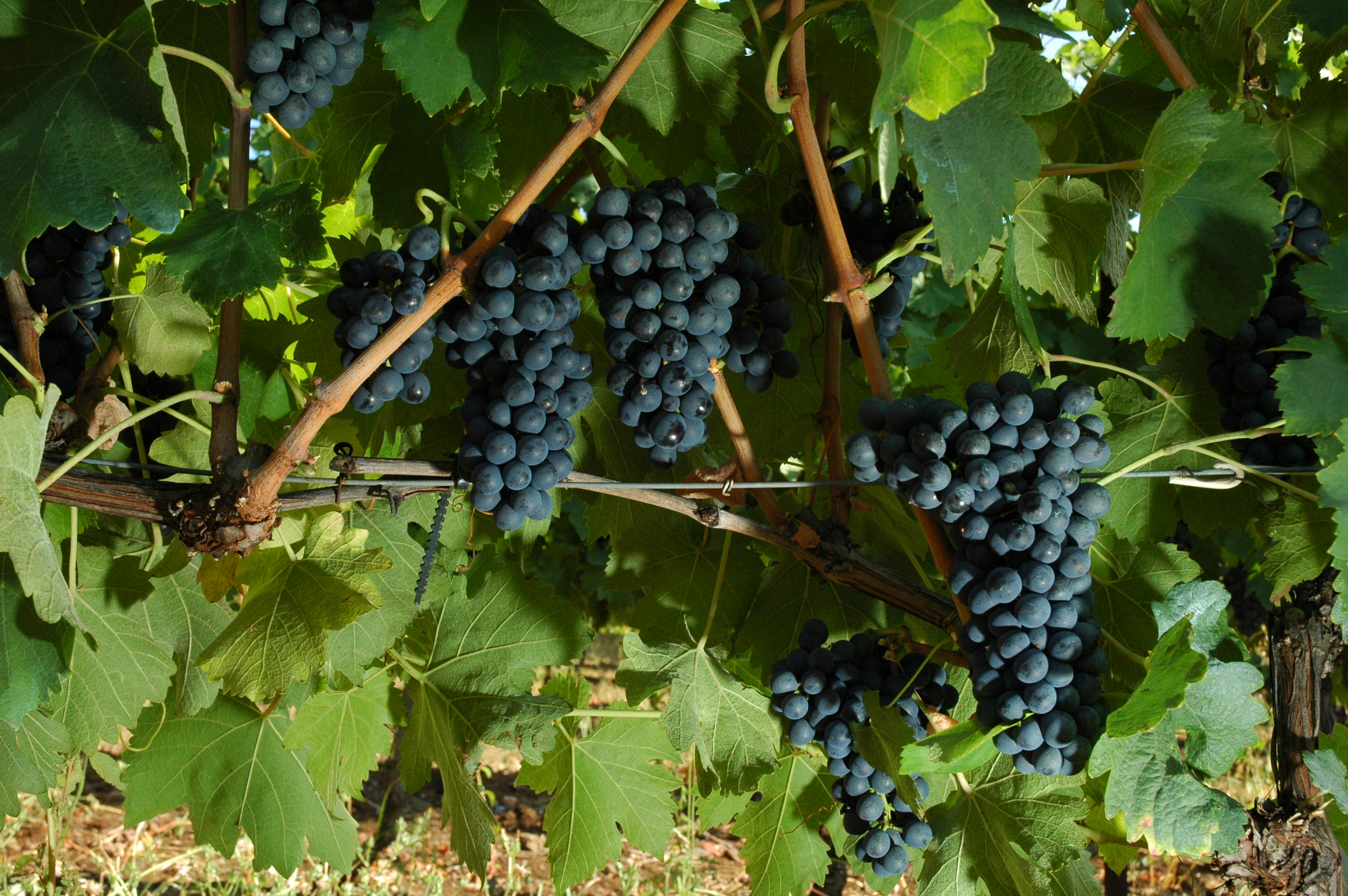 Sauvignon Blanc