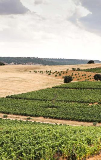 Vignoble en gobelet et vignoble palissé