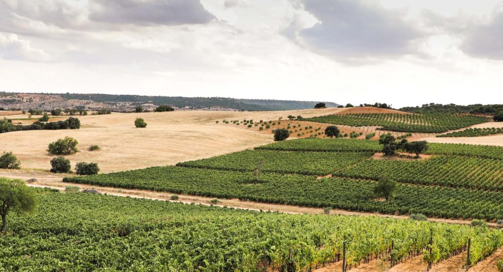 Viñedo en vaso / en espaldera