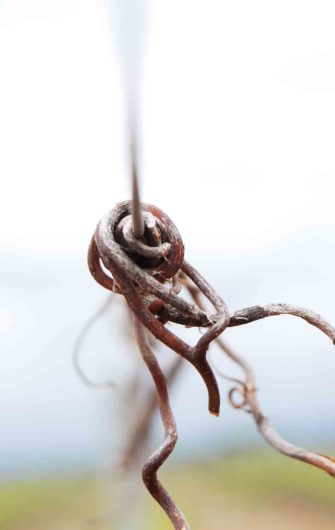 Le cycle physiologique de la vigne