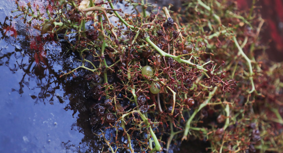 Entre grappe entière et éraflage