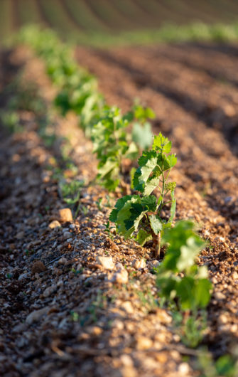 Diversité Génétique au Vignoble