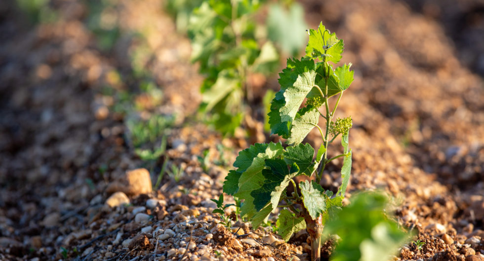 Diversité Génétique au Vignoble